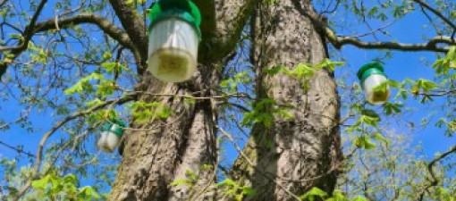 Lublin rozwiesił 333 pułapki na szrotówka na 111 kasztanowcach